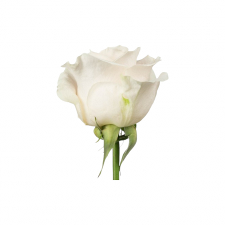 Trandafir ecuador Vendela Standard Alb 60 cm [1]