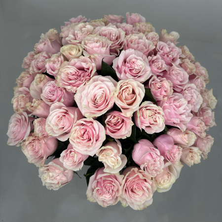 Buchet 65 Trandafiri Roz [1]