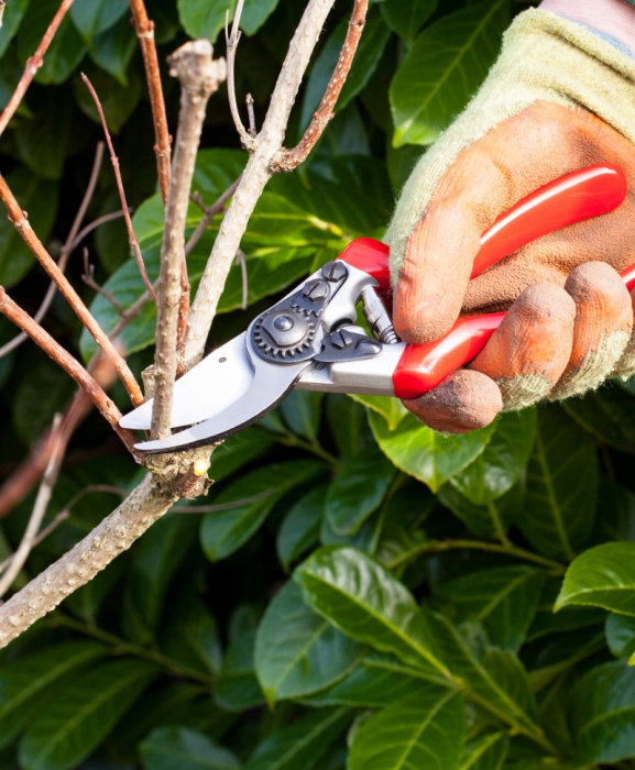 Foarfeca gradina Heavy Duty tip bypass cu lame otel carbon, manere ergonomice, Spear & Jackson Razorsharp Pro [4]