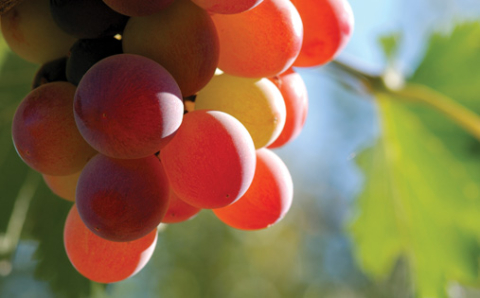 Odorizante Nano-Atomizare - Rezerva Nano-Atomizare Grapes 500ml/ 1 buc