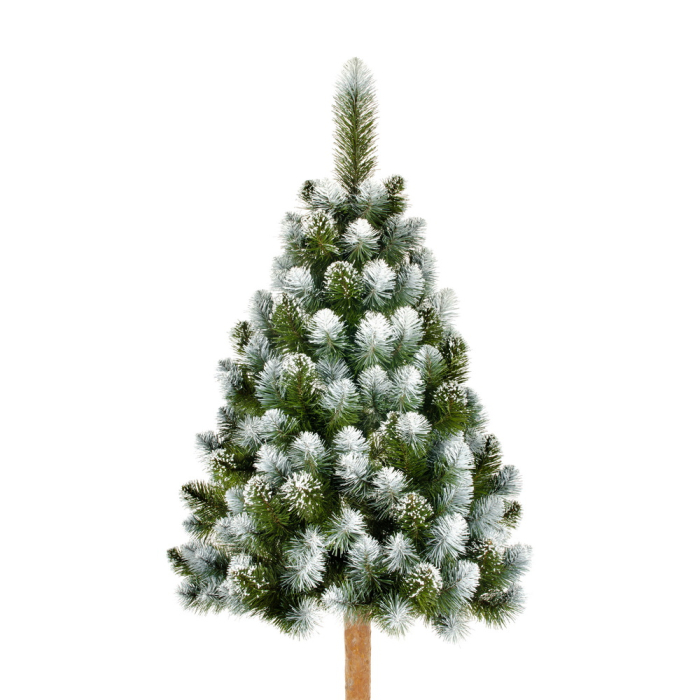 Brad Diamond Pine, 120 cm [4]