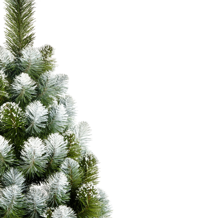 Brad Diamond Pine, 120 cm [2]