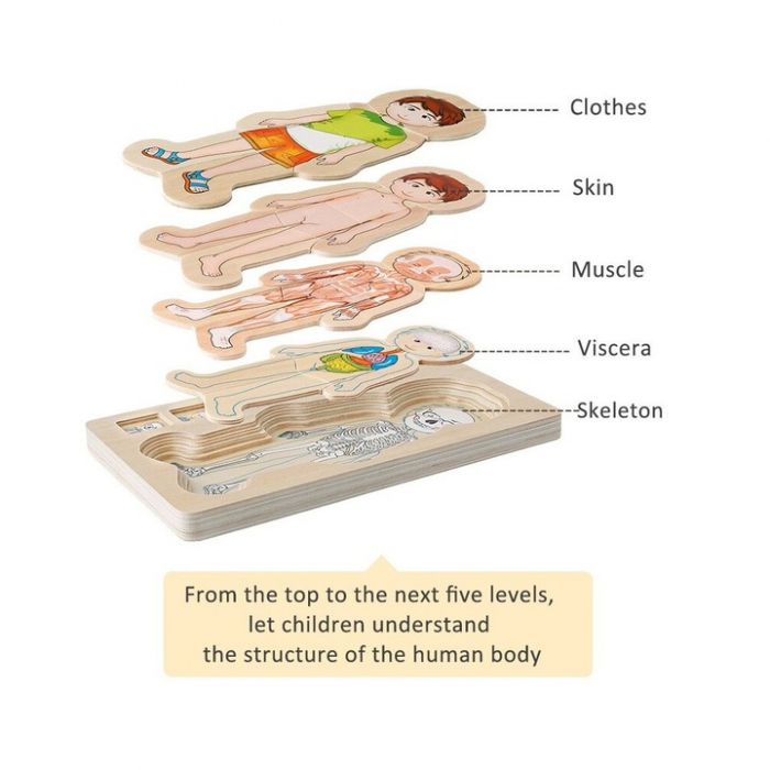 Puzzle Educativ din Lemn - Anatomia Corpului Uman (5 Straturi), model baiat [6]