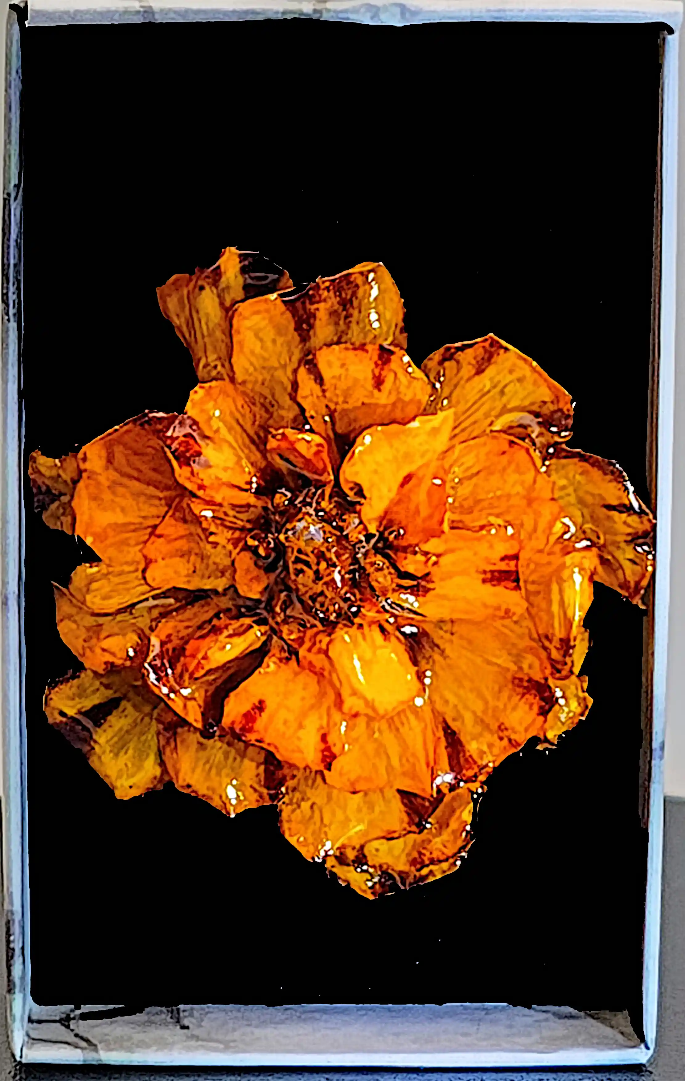 Flori Naturale - Broșă Handmade cu Floare Naturală  Crăiță Sigilată în Rășină – SM 181 | Selin Mode