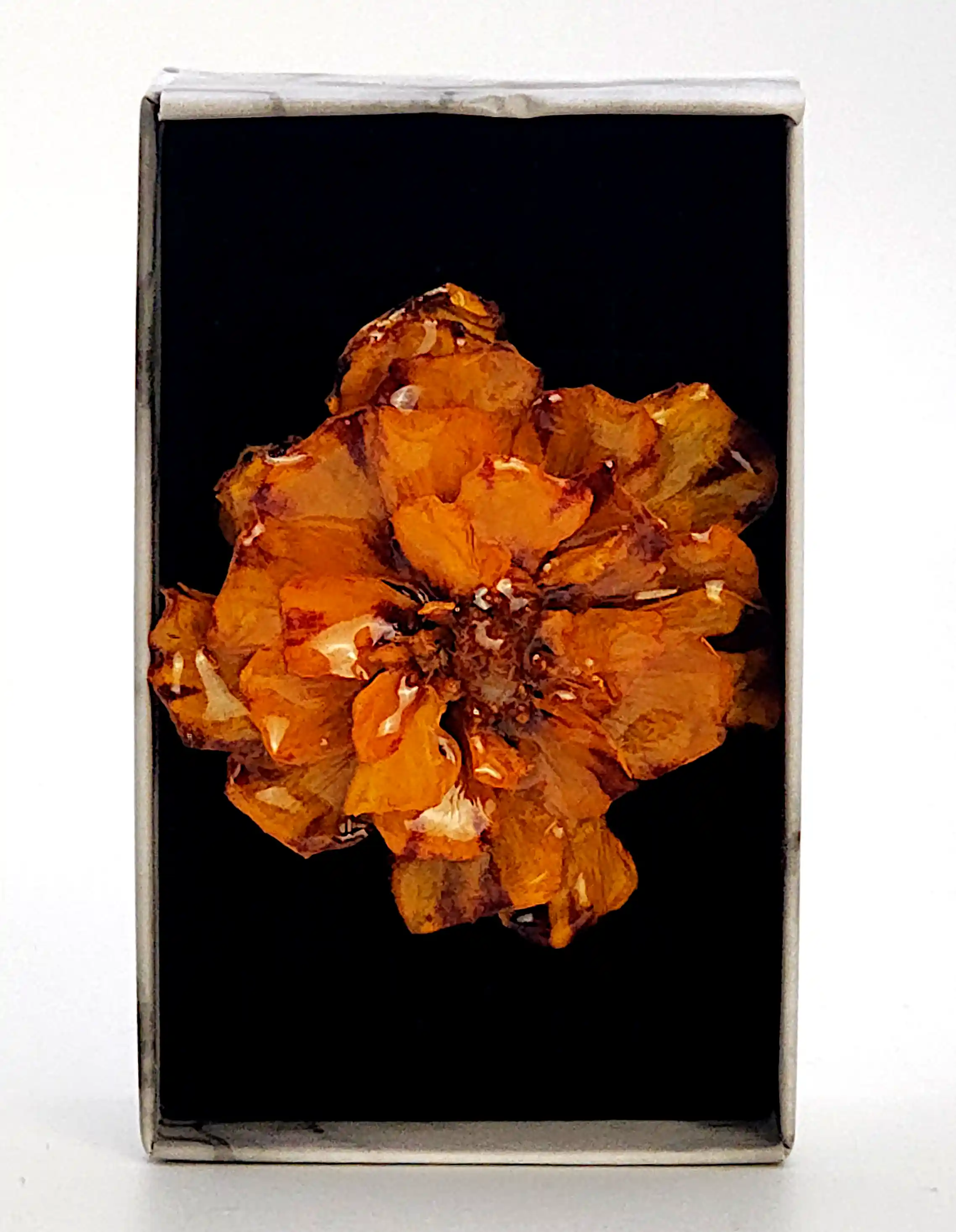 Flori Naturale - Broșă Handmade cu Floare Naturală  Crăiță Sigilată în Rășină – SM 181 | Selin Mode