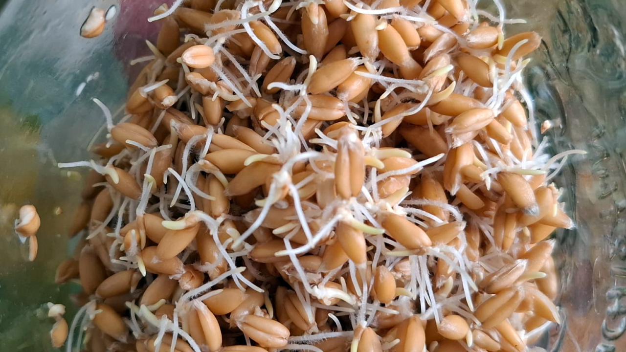 Ghid practic pentru germinarea cerealelor BioFarmland 🌱