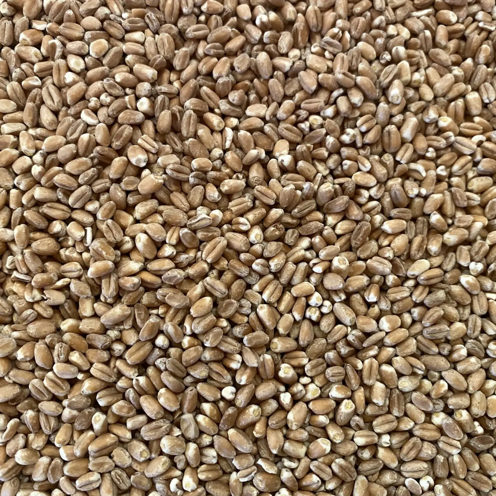 Arpacaș din Grâu Ecologic - 5kg [2]