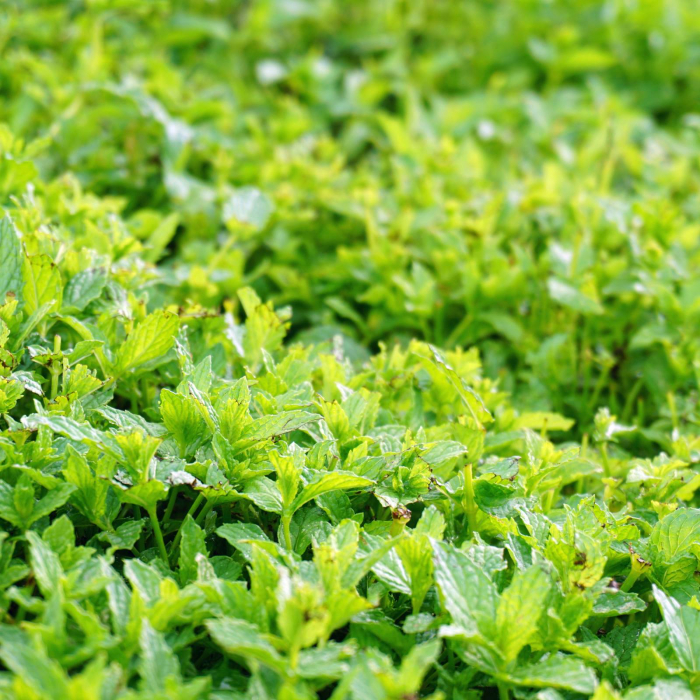 Ceai ECOLOGIC Mentă Marocco - 40g [3]