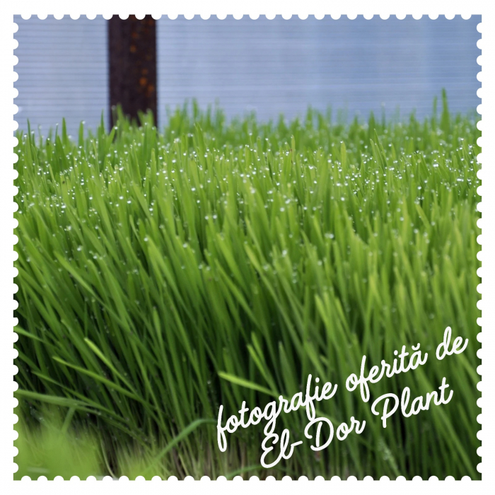 Einkorn Nedecorticat ECO pentru Culturi de Iarbă - 3kg [5]