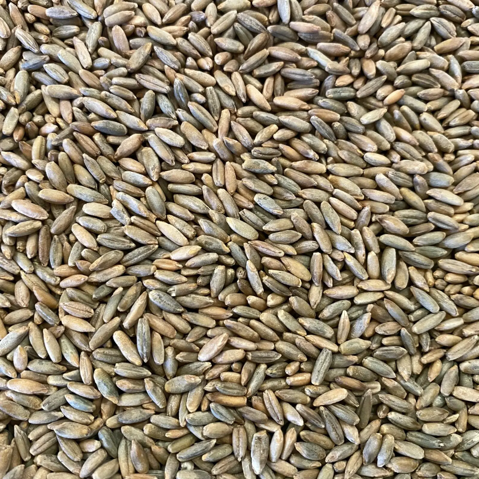 Făină Integrală Ecologică de Secară - 5 kg [2]