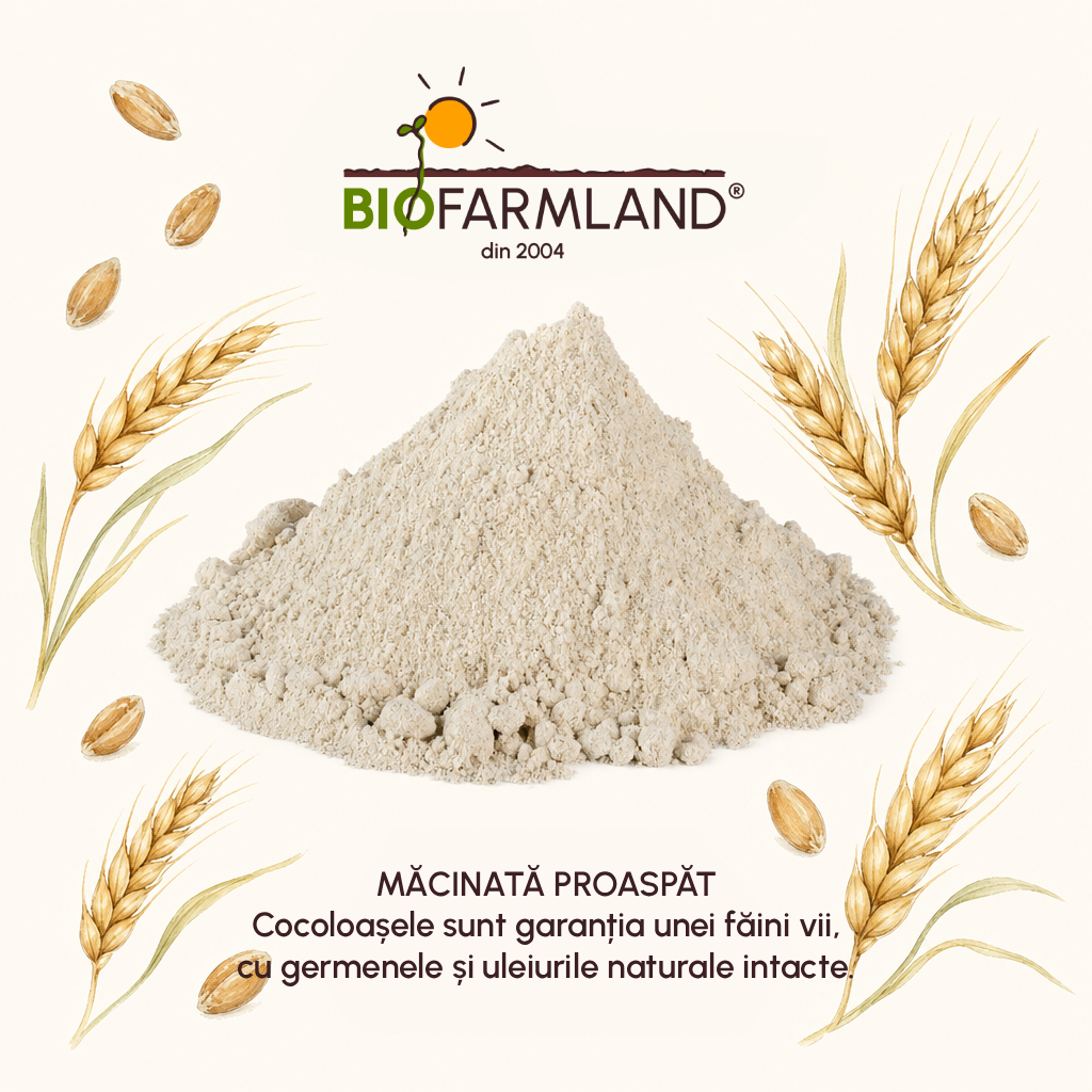 Făină Integrală Ecologică de Grâu - 5 kg [3]