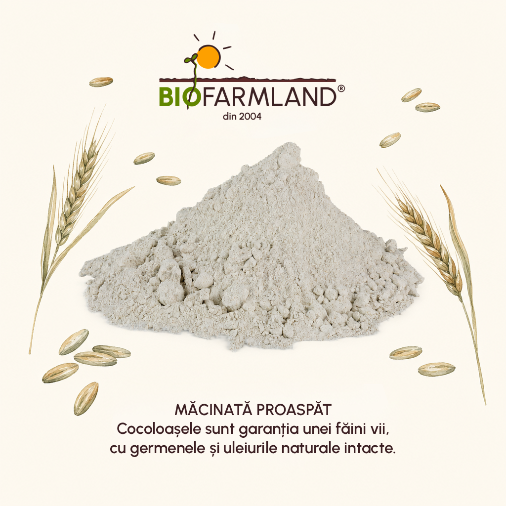 Făină Integrală Ecologică de Secară - 5 kg [3]