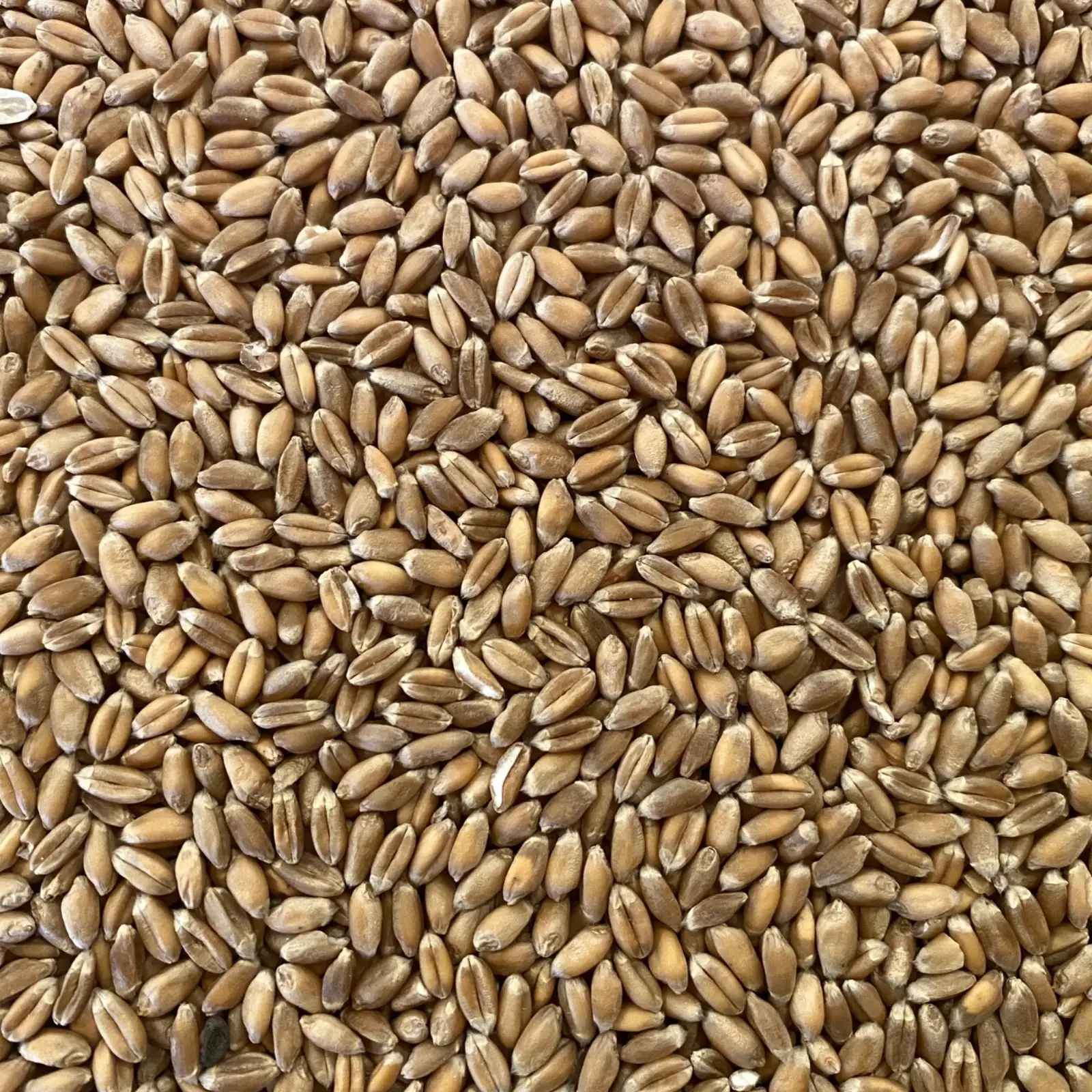 Boabe Cereale Grâu Ecologice - 20kg [1]