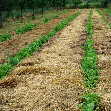 Ceai ECOLOGIC Gălbenele - 40g [1]