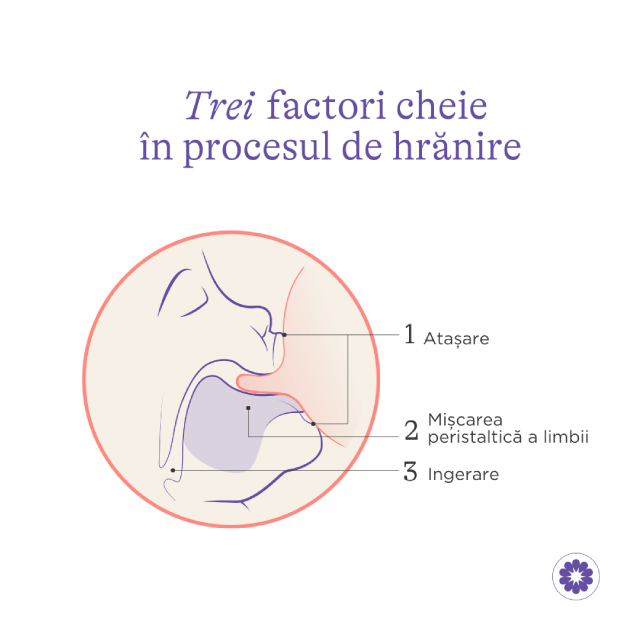 Pachet 2x Biberon Lansinoh - 240 ml. + 2x Biberon Lansinoh - 160 ml. [6]