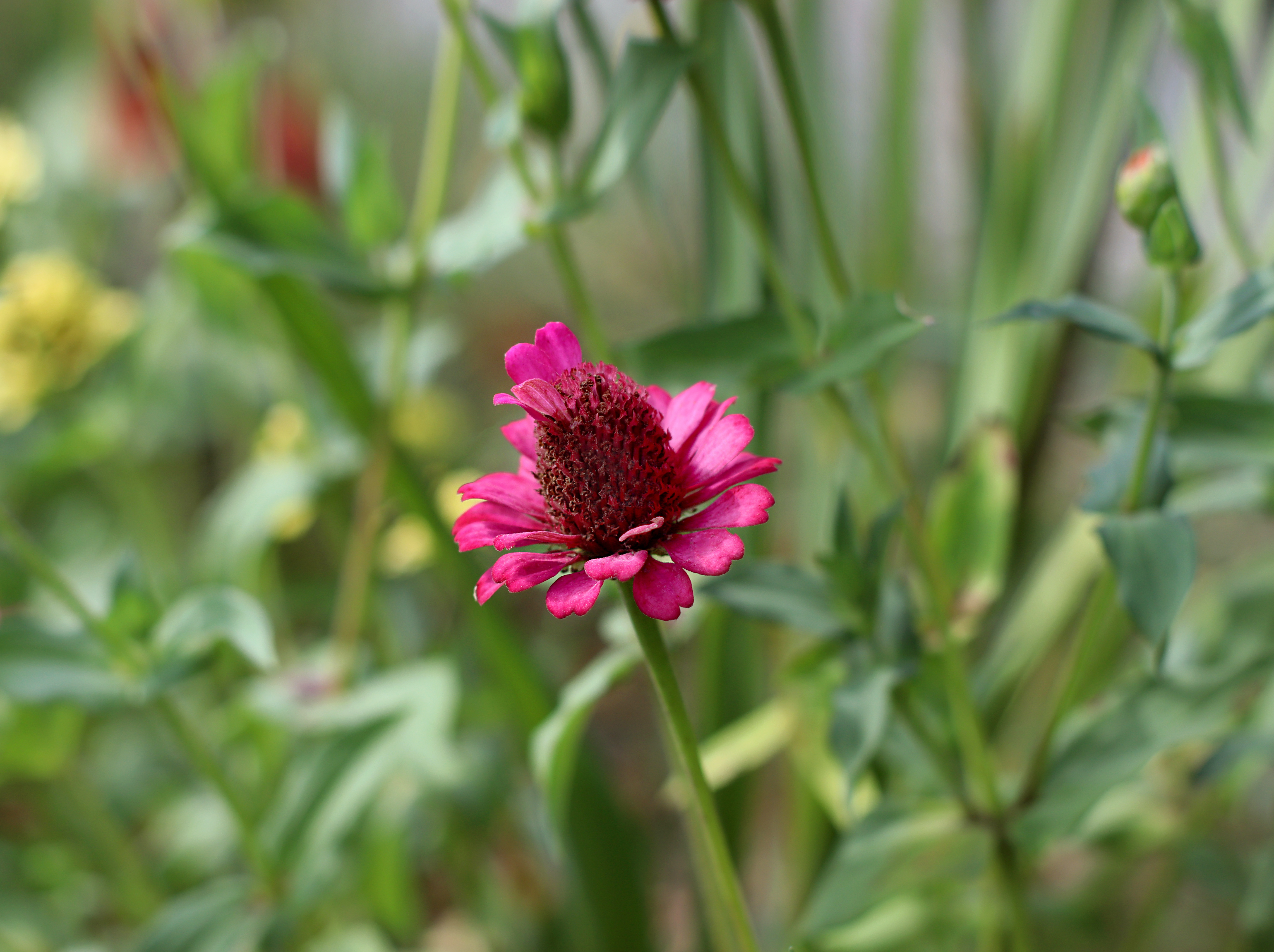 Grădina cu Cârciumărese din Merișor, Maramureș – Raiul Domnului Aurel