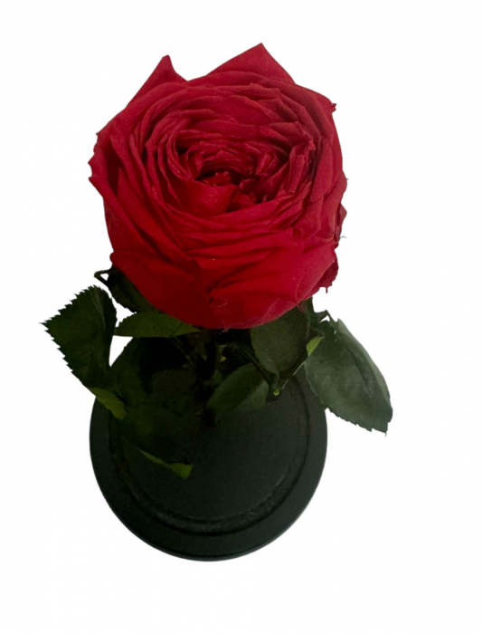 Trandafir Criogenat  in cupola de sticla 25 cm inaltime [2]