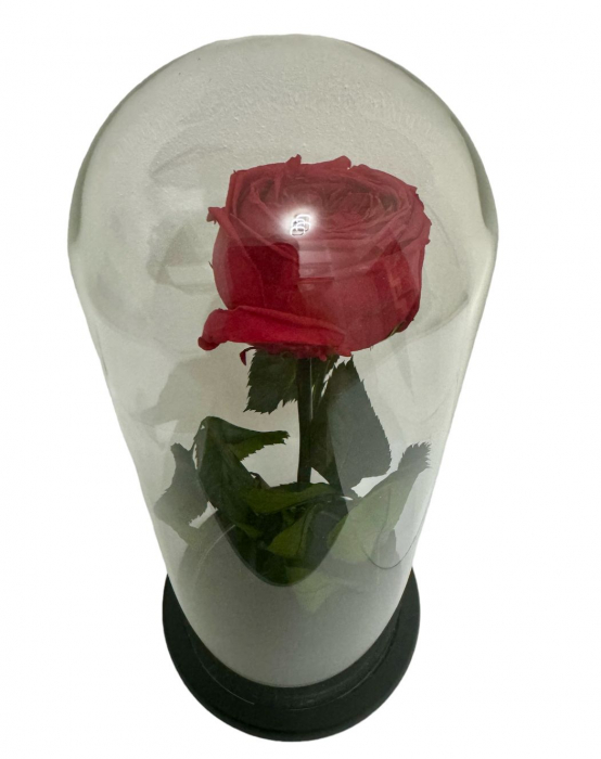 Trandafir Criogenat  in cupola de sticla 25 cm inaltime [3]