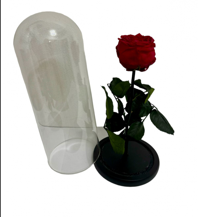 Trandafir Criogenat  in cupola de sticla 25 cm inaltime [4]