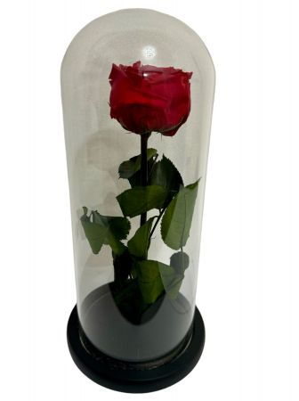 Trandafiri criogenati - Trandafir Criogenat  in cupola de sticla 25 cm inaltime