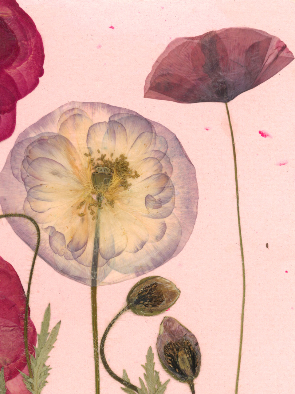 Camp cu maci - print de arta cu flori presate traditional, hartie premium, inramat, dimensiuni personalizate, cadou ideal pentru casa [4]