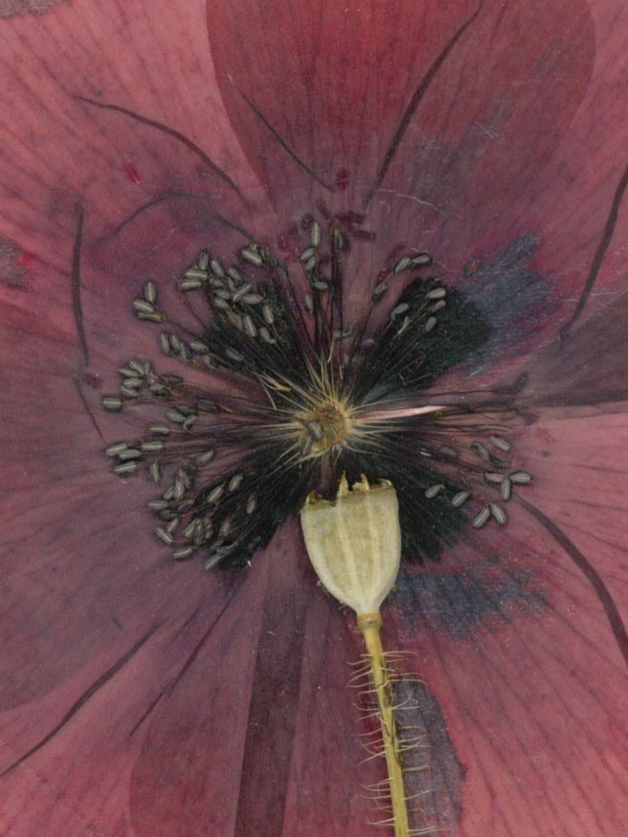 Camp cu maci - print de arta cu flori presate traditional, hartie premium, inramat, dimensiuni personalizate, cadou ideal pentru casa [5]