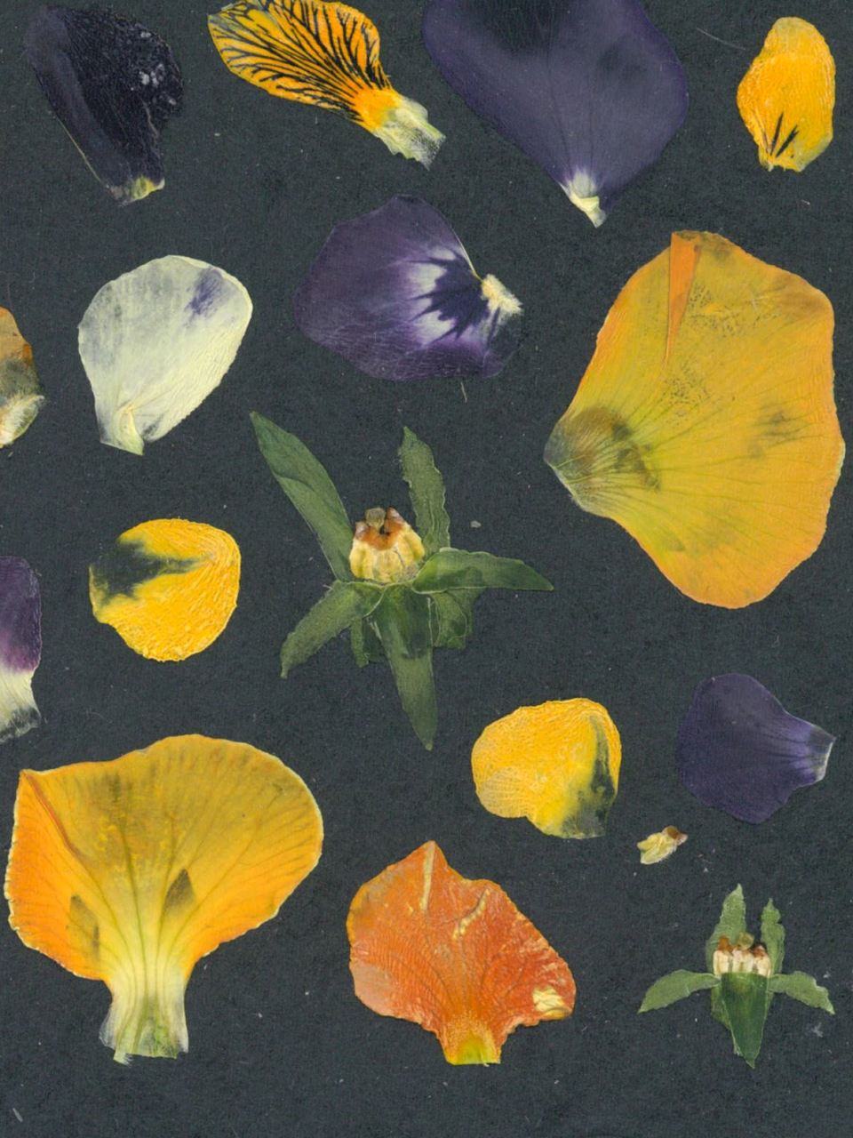 Coral - print de arta cu flori presate traditional, hartie premium, inramat, dimensiuni personalizate, cadou ideal pentru casa [3]