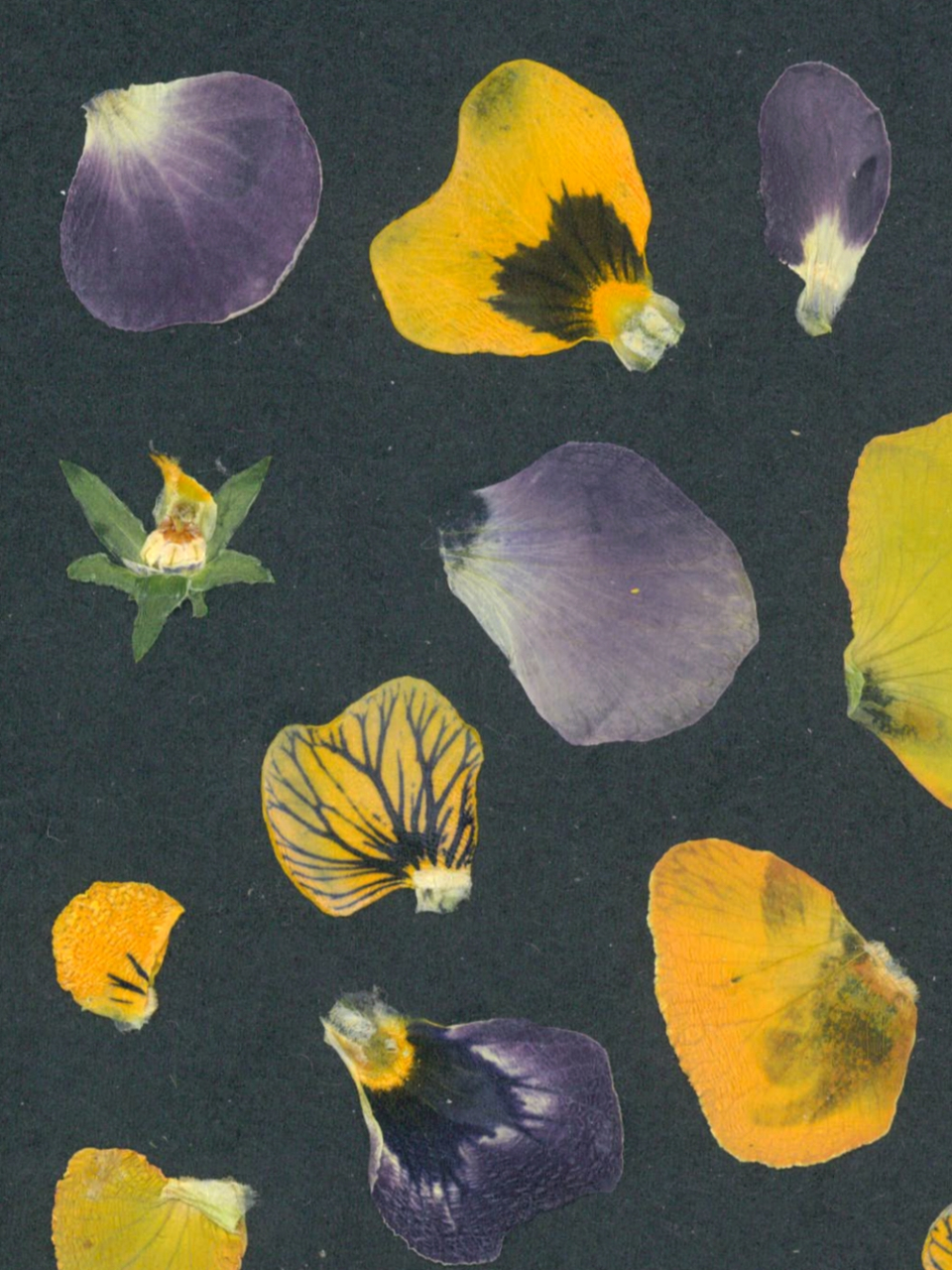 Coral - print de arta cu flori presate traditional, hartie premium, inramat, dimensiuni personalizate, cadou ideal pentru casa [2]