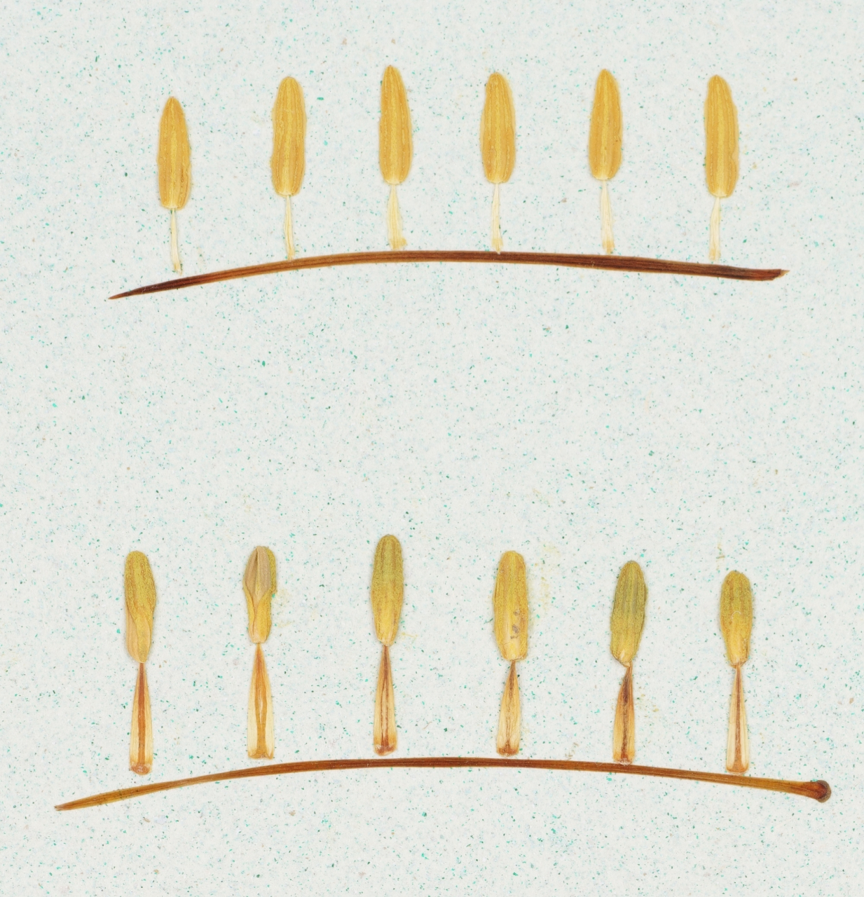 Elemente - print de arta cu flori presate traditional, hartie premium, inramat, dimensiuni personalizate, cadou ideal pentru casa [4]