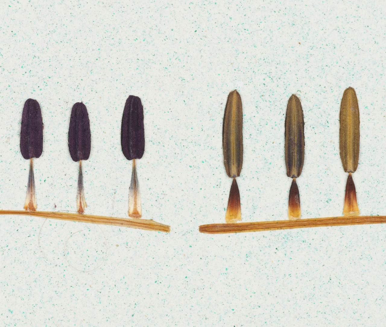 Elemente - print de arta cu flori presate traditional, hartie premium, inramat, dimensiuni personalizate, cadou ideal pentru casa [5]