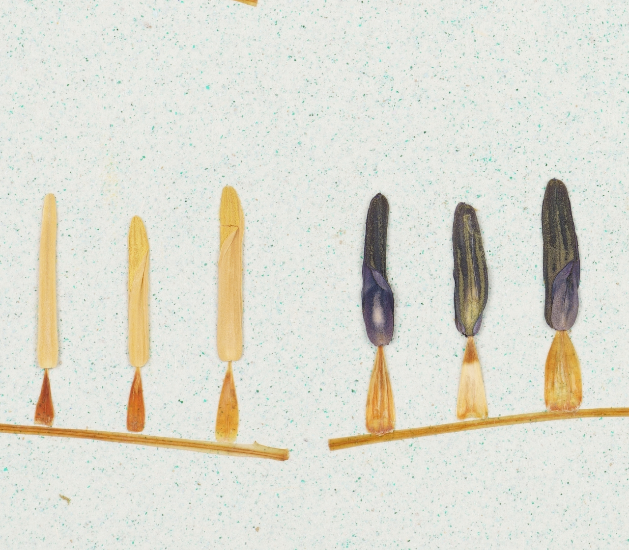 Elemente - print de arta cu flori presate traditional, hartie premium, inramat, dimensiuni personalizate, cadou ideal pentru casa [3]