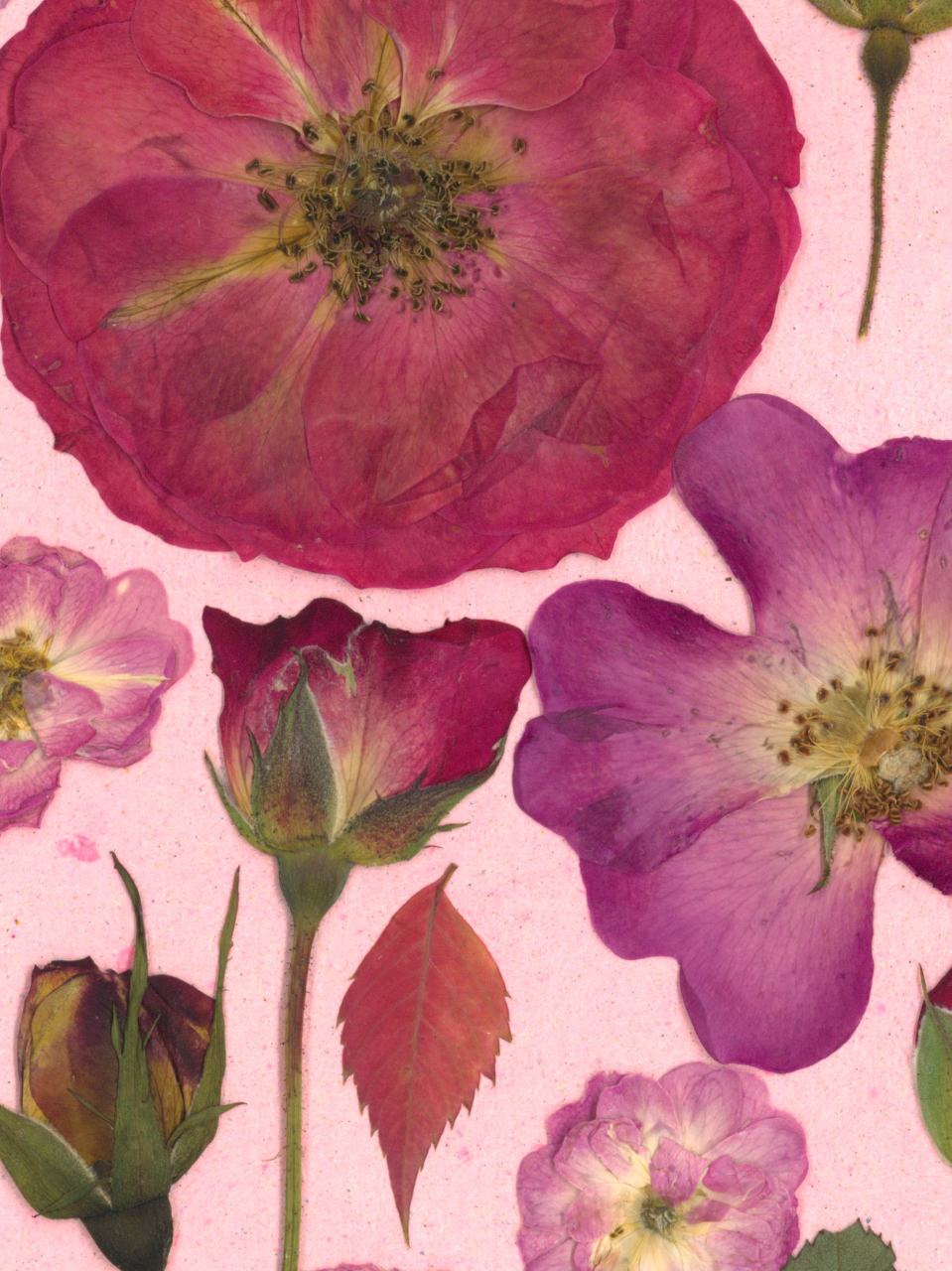 Gradina cu trandafiri - print de arta cu flori presate traditional, hartie premium, inramat, dimensiuni personalizate, cadou ideal pentru casa [3]