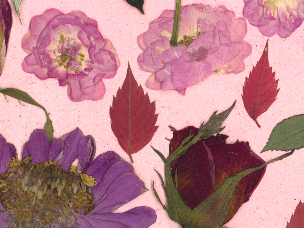 Gradina cu trandafiri - print de arta cu flori presate traditional, hartie premium, inramat, dimensiuni personalizate, cadou ideal pentru casa [4]