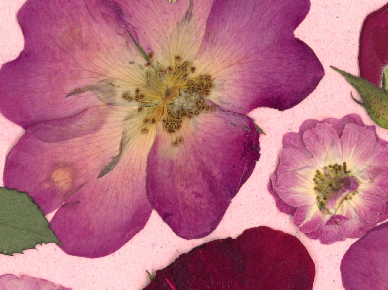 Gradina cu trandafiri - print de arta cu flori presate traditional, hartie premium, inramat, dimensiuni personalizate, cadou ideal pentru casa [5]