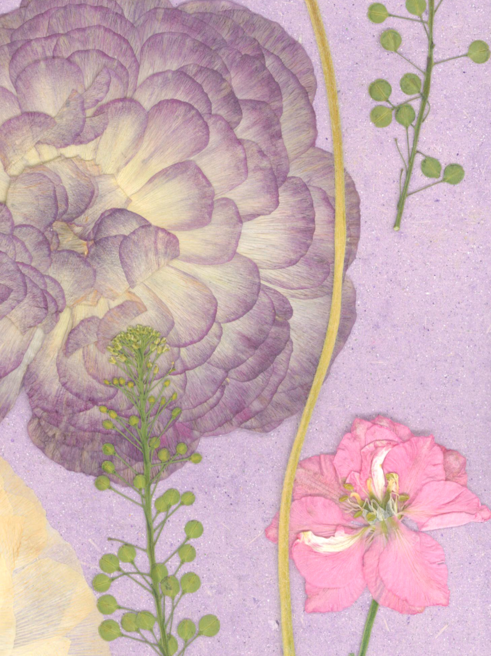 Gradina roz - print de arta cu flori presate traditional, hartie premium, inramat, dimensiuni personalizate, cadou ideal pentru casa [5]