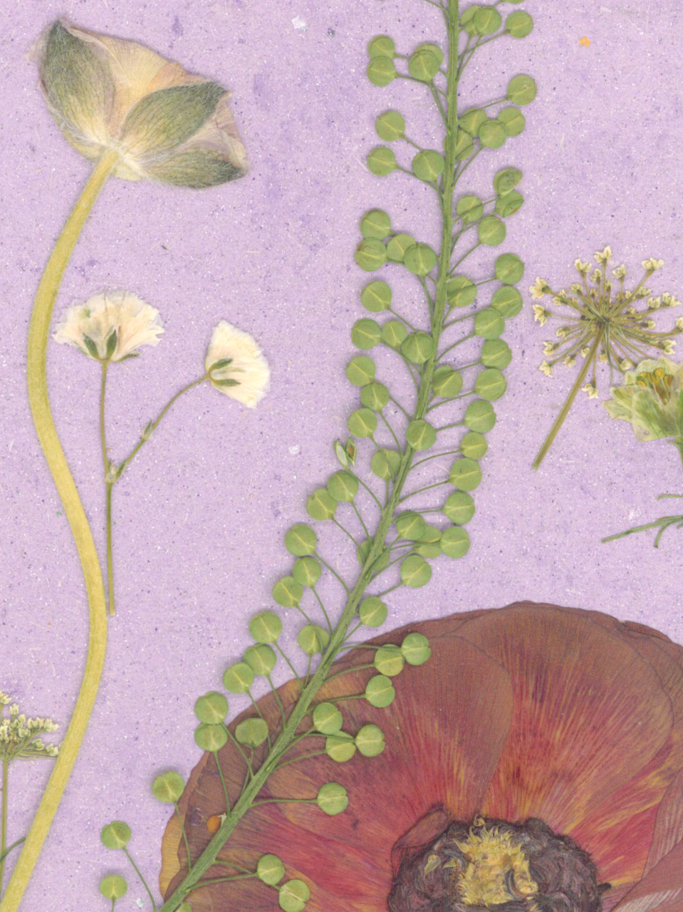 Gradina roz - print de arta cu flori presate traditional, hartie premium, inramat, dimensiuni personalizate, cadou ideal pentru casa [6]