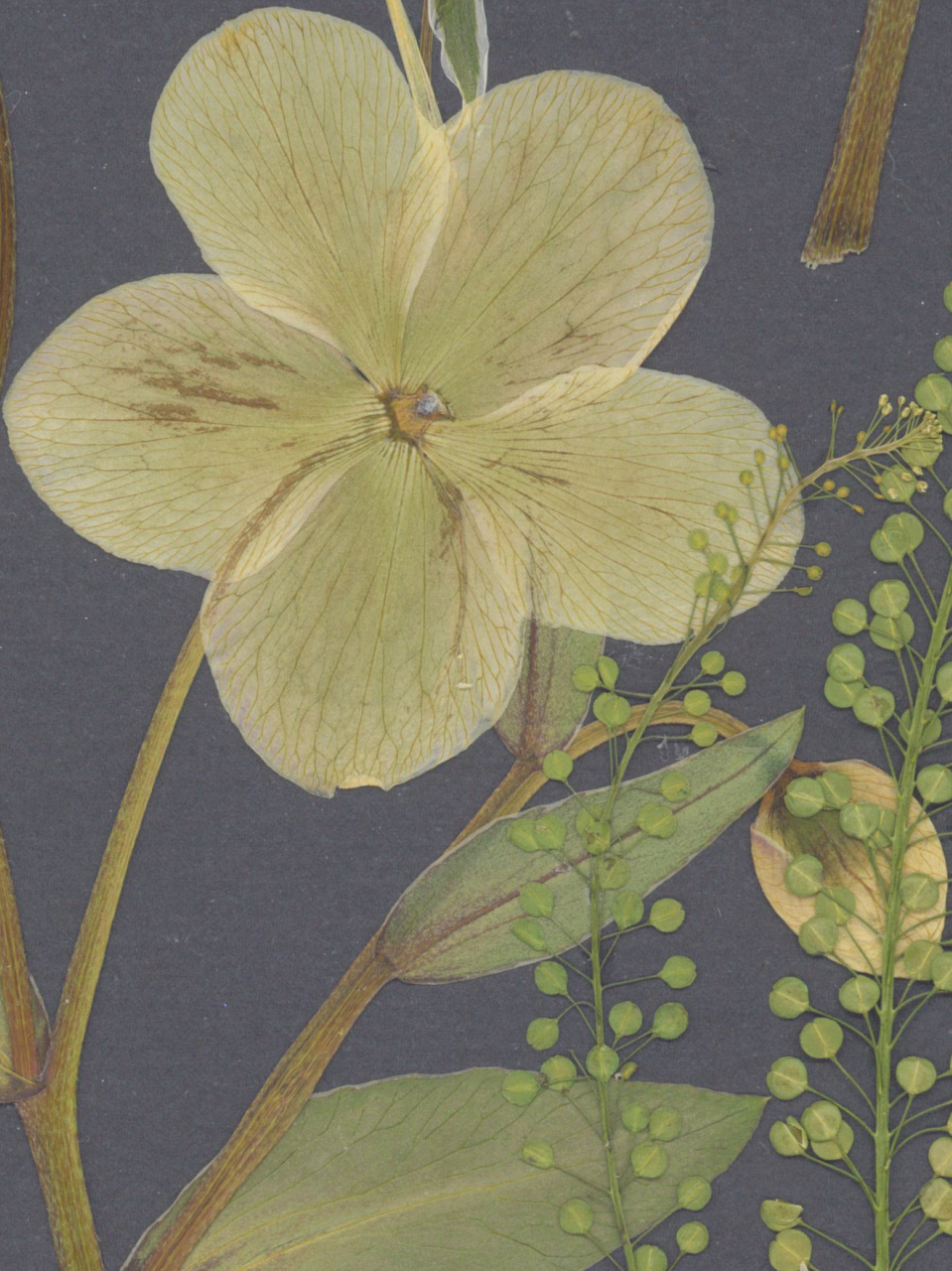 Helleborus - print de arta cu flori presate traditional, hartie premium, inramat, dimensiuni personalizate, cadou ideal pentru casa [4]