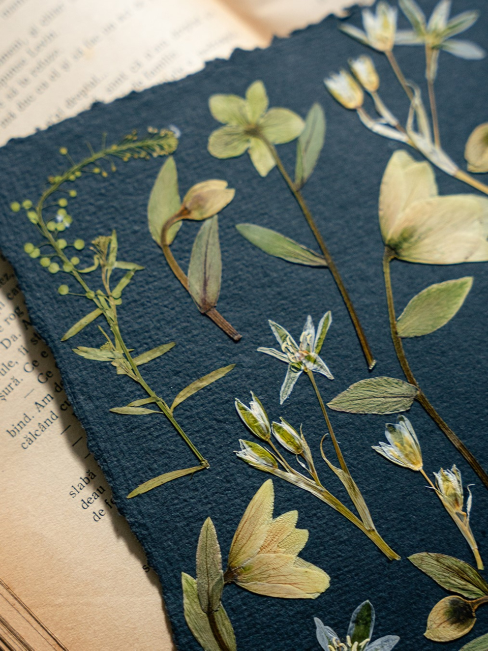 Helleborus - print de arta cu flori presate traditional, hartie premium, inramat, dimensiuni personalizate, cadou ideal pentru casa [3]