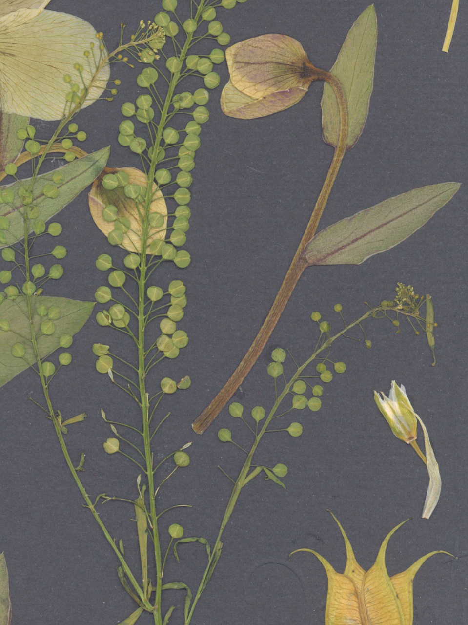 Helleborus - print de arta cu flori presate traditional, hartie premium, inramat, dimensiuni personalizate, cadou ideal pentru casa [5]