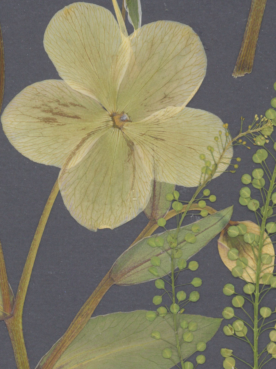 Helleborus - print de arta cu flori presate traditional, hartie premium, inramat, dimensiuni personalizate, cadou ideal pentru casa [6]