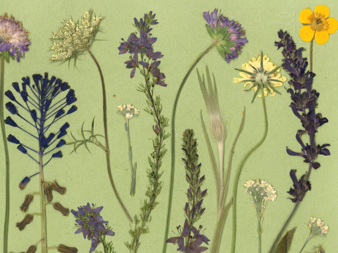 In poienita - print de arta cu flori presate traditional, hartie premium, inramat, dimensiuni personalizate, cadou ideal pentru casa [4]