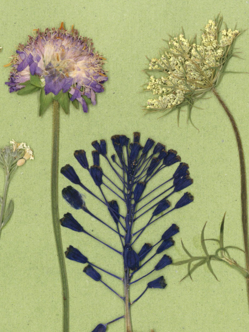 In poienita - print de arta cu flori presate traditional, hartie premium, inramat, dimensiuni personalizate, cadou ideal pentru casa [6]