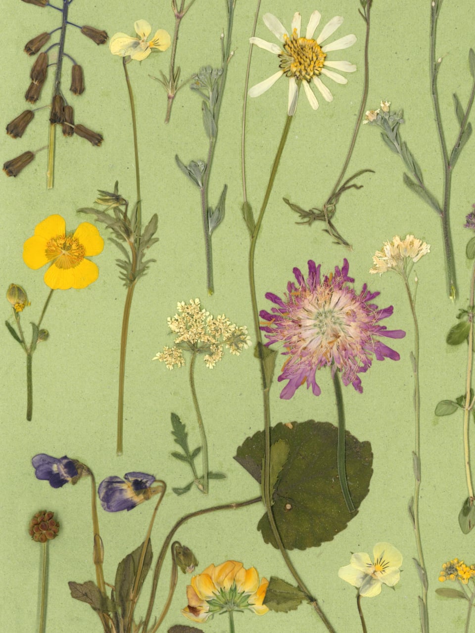 In poienita - print de arta cu flori presate traditional, hartie premium, inramat, dimensiuni personalizate, cadou ideal pentru casa [3]