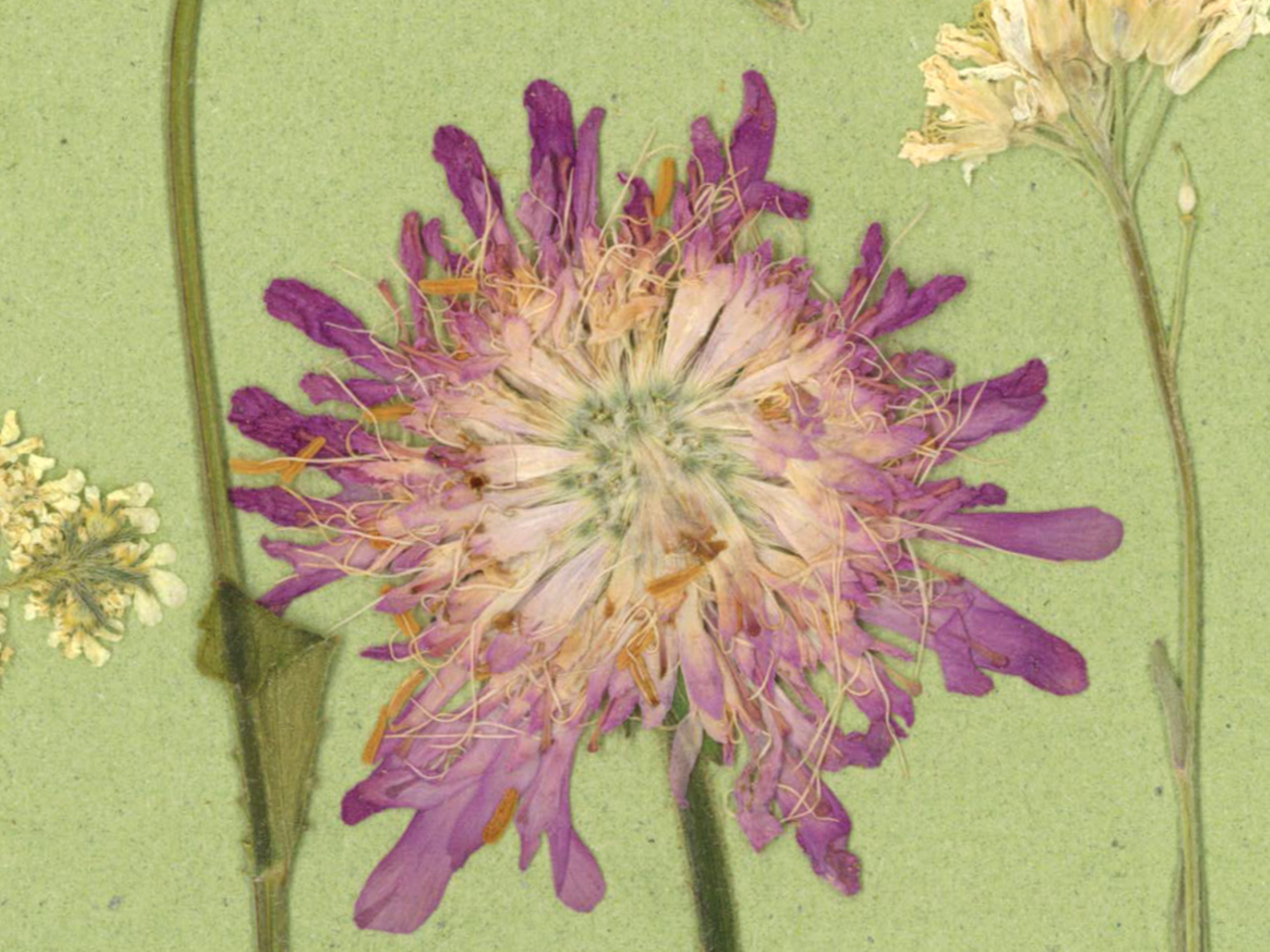 In poienita - print de arta cu flori presate traditional, hartie premium, inramat, dimensiuni personalizate, cadou ideal pentru casa [5]