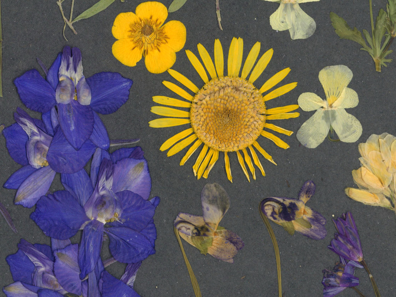 Intre Cer si Pamant - print de arta cu flori presate traditional, hartie premium, inramat, dimensiuni personalizate, cadou ideal pentru casa [5]