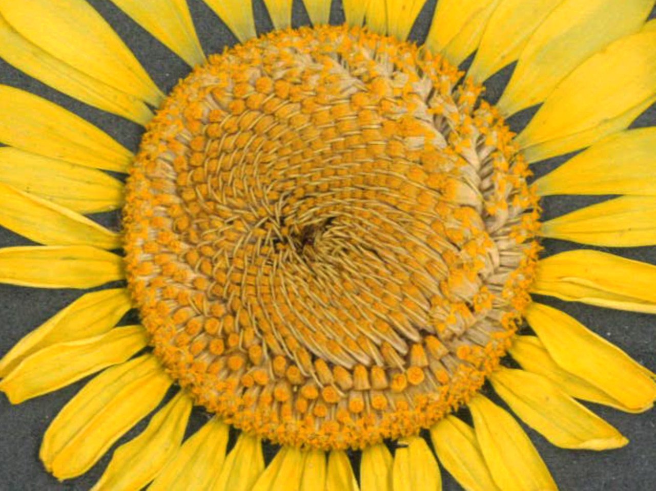 Intre Cer si Pamant - print de arta cu flori presate traditional, hartie premium, inramat, dimensiuni personalizate, cadou ideal pentru casa [6]