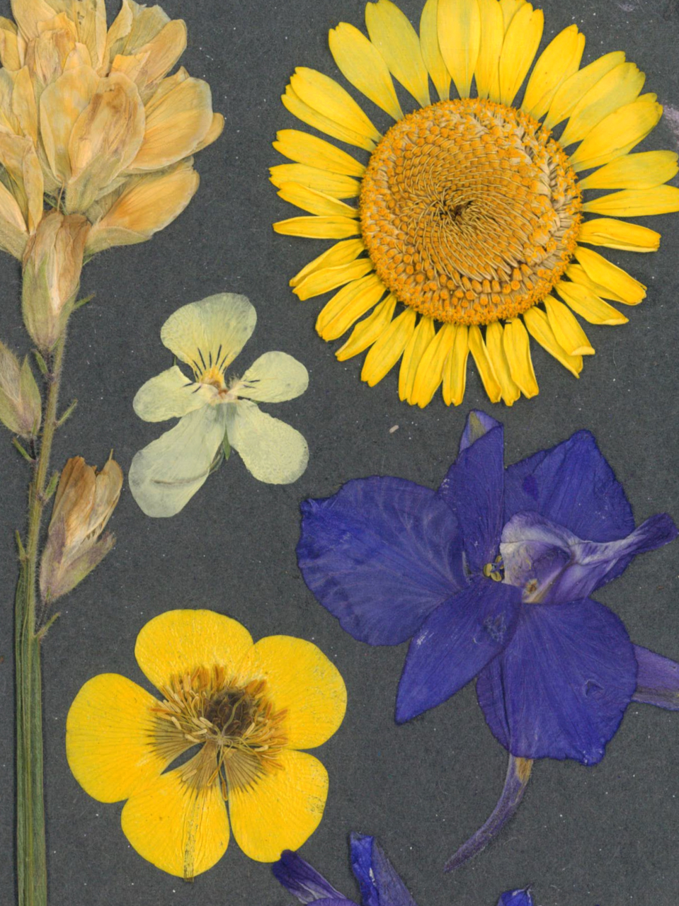 Intre Cer si Pamant - print de arta cu flori presate traditional, hartie premium, inramat, dimensiuni personalizate, cadou ideal pentru casa [4]