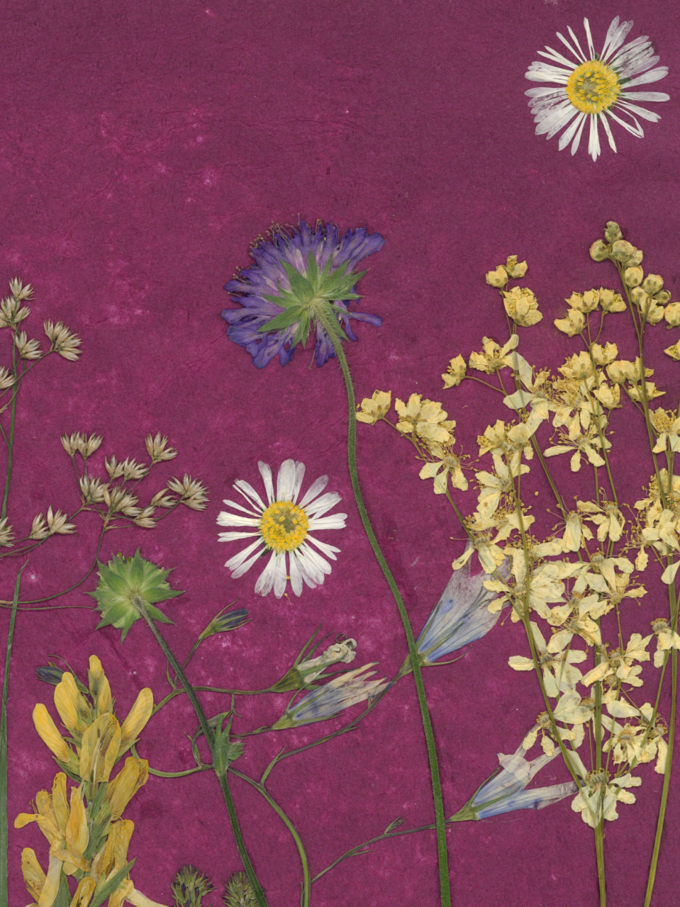 Noaptea in poienita - print de arta cu flori presate traditional, hartie premium, inramat, dimensiuni personalizate, cadou ideal pentru casa [4]