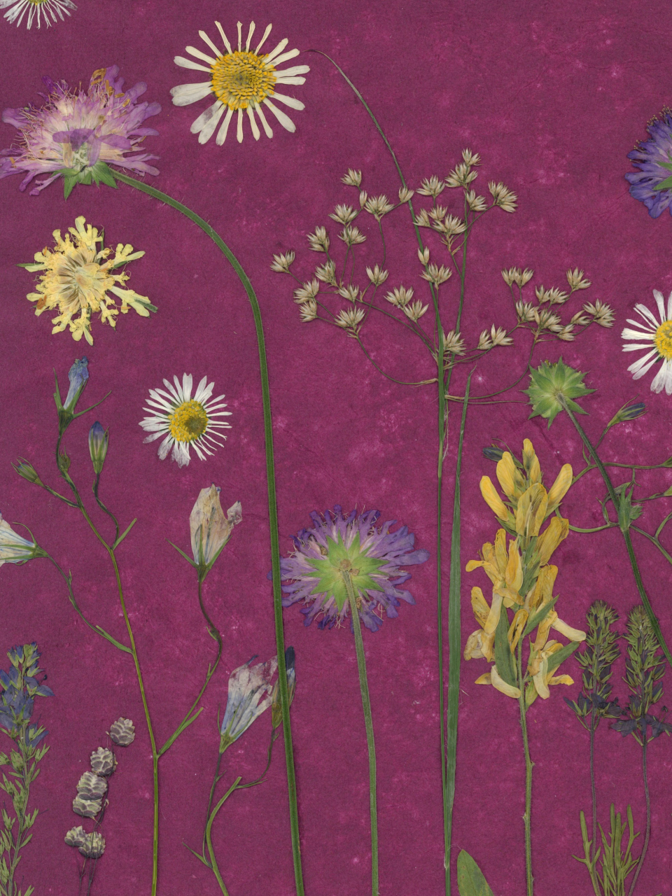 Noaptea in poienita - print de arta cu flori presate traditional, hartie premium, inramat, dimensiuni personalizate, cadou ideal pentru casa [3]