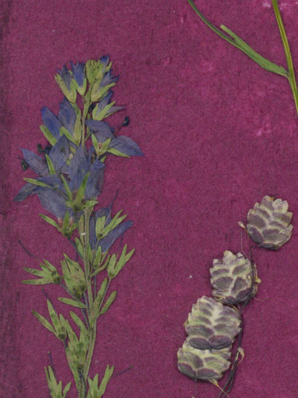 Noaptea in poienita - print de arta cu flori presate traditional, hartie premium, inramat, dimensiuni personalizate, cadou ideal pentru casa [5]